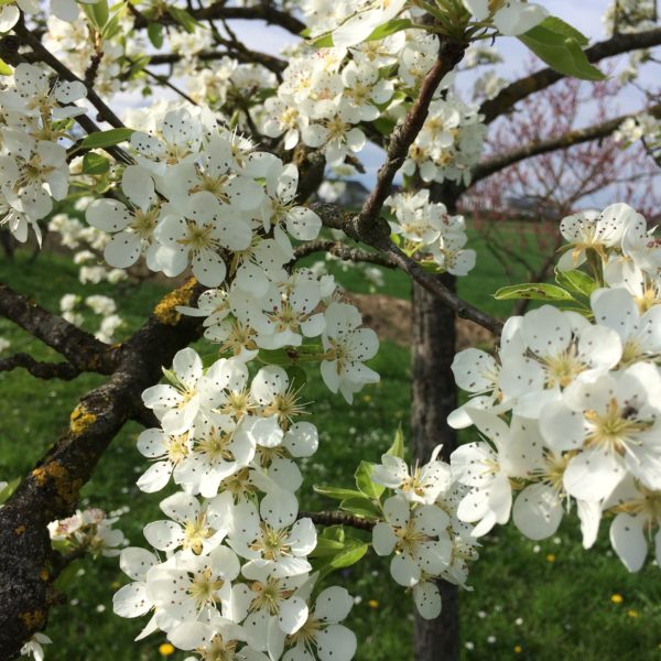 Yoga im Frühling